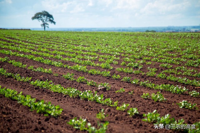 花生专用肥和花生药肥哪个效果好,花生微肥使用时间