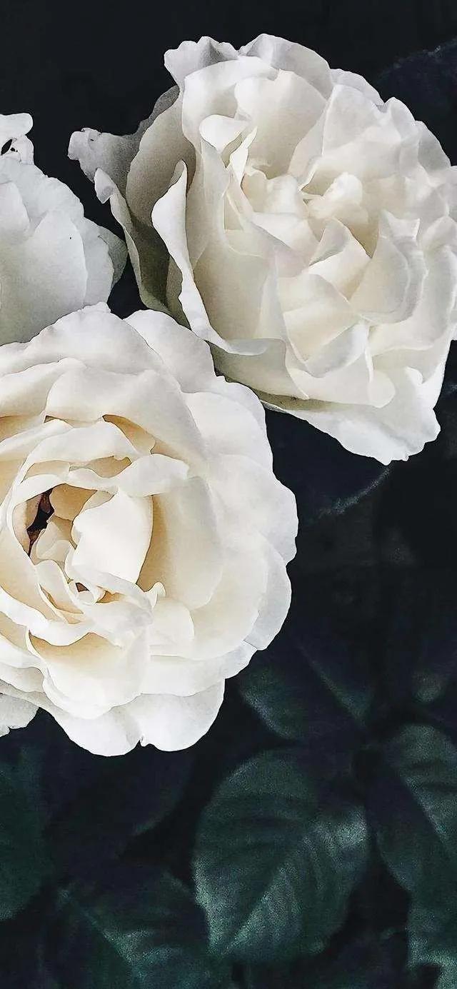 黑暗系壁纸黑底文字,黑暗色系的壁纸