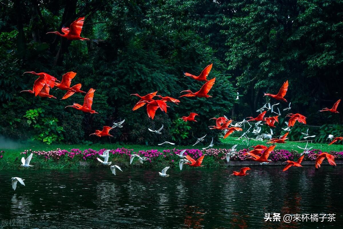 长鹿和长隆动物园哪个更适合幼儿,顺德长鹿与广州长隆动物园