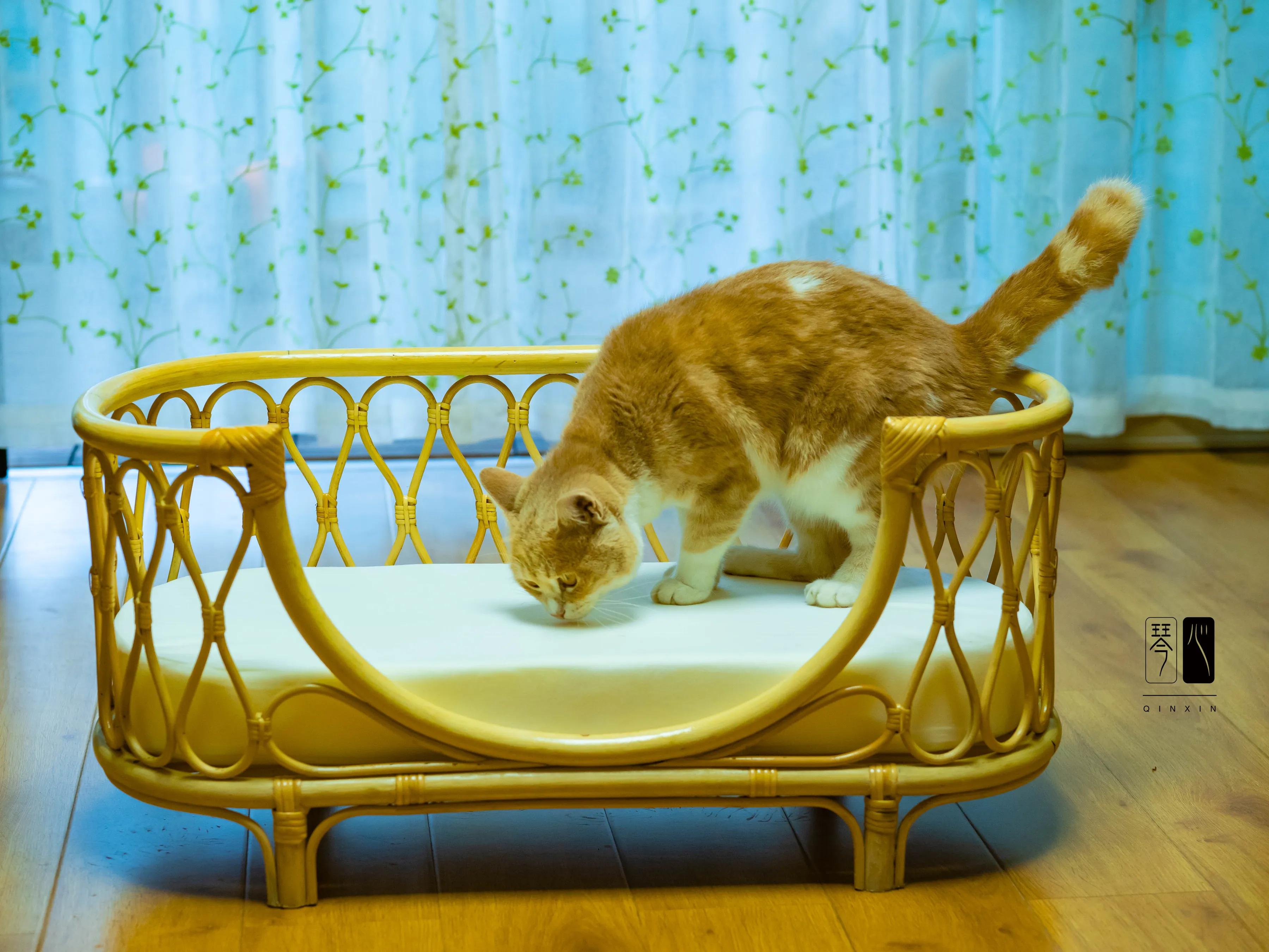 猫生快乐🎂❤️👻－昔爷一岁啦