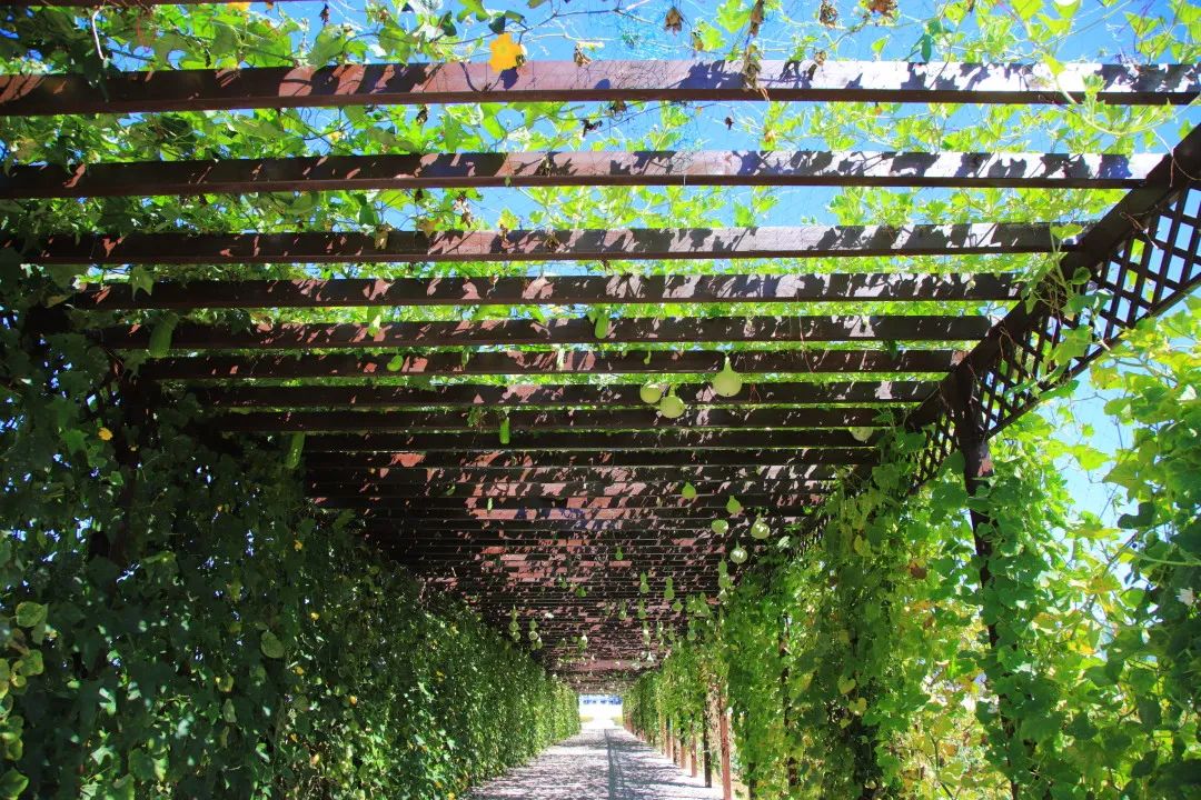 北京周边的向日葵花海,顺义向日葵花海