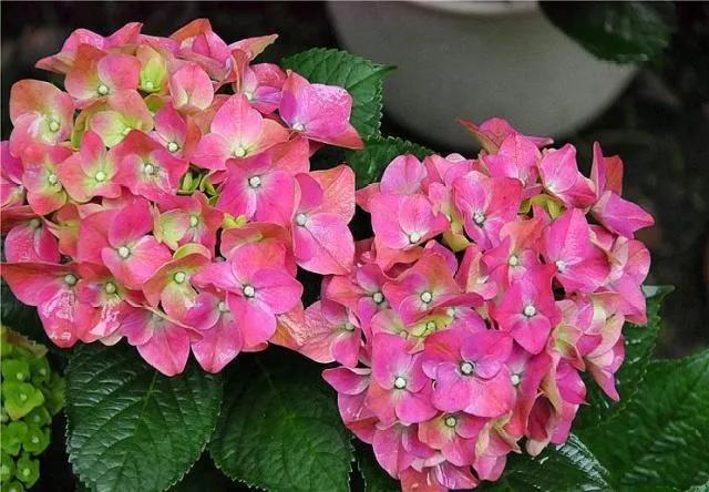 开眼界了!五大突出特征让这种“球花”魔力无限,人见人爱