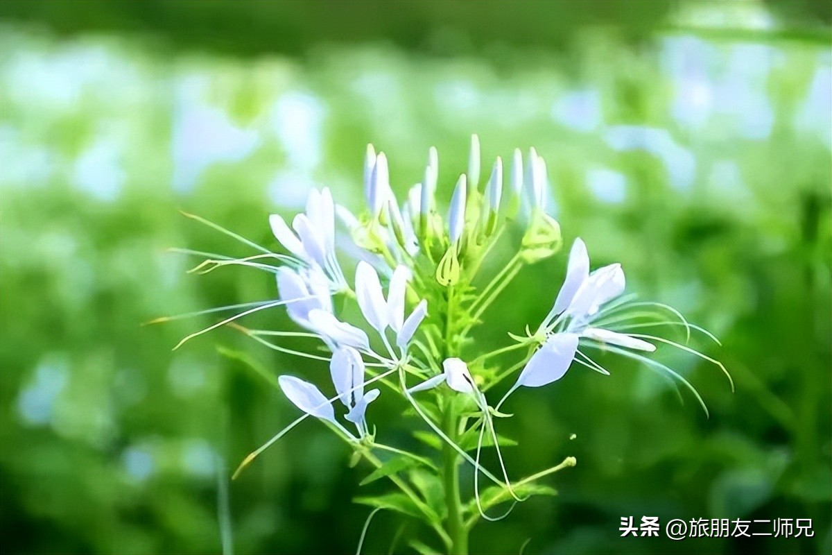 佛山三水白坭附近的旅游景点,佛山三水出发黄姚古镇旅游攻略
