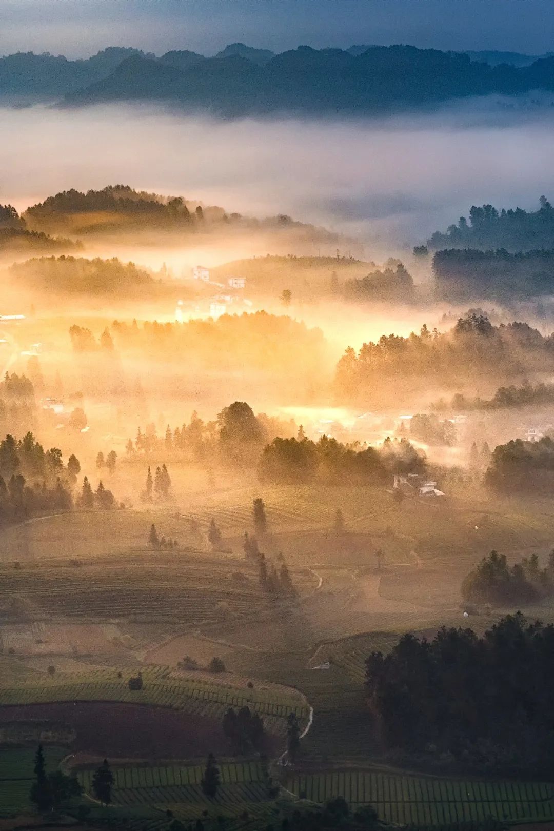 中国茶业历史悠久各种各样的茶叶,中国产茶的四大茶区