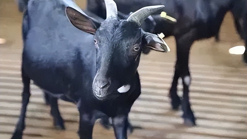 「品牌展播」中国地理标志农产品品牌展播（海南海口篇）