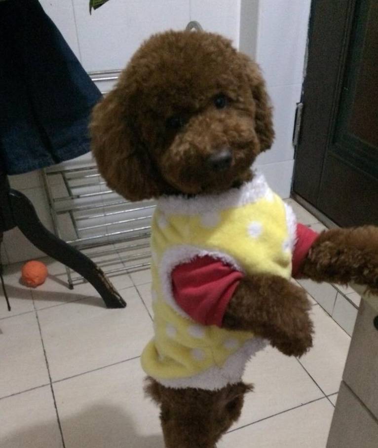 泰迪脾气很大,泰迪脾气有多差