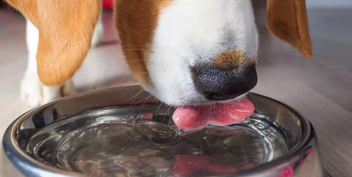 狗狗厌食挑食怎么办,狗狗厌食怎么办吃了东西就吐
