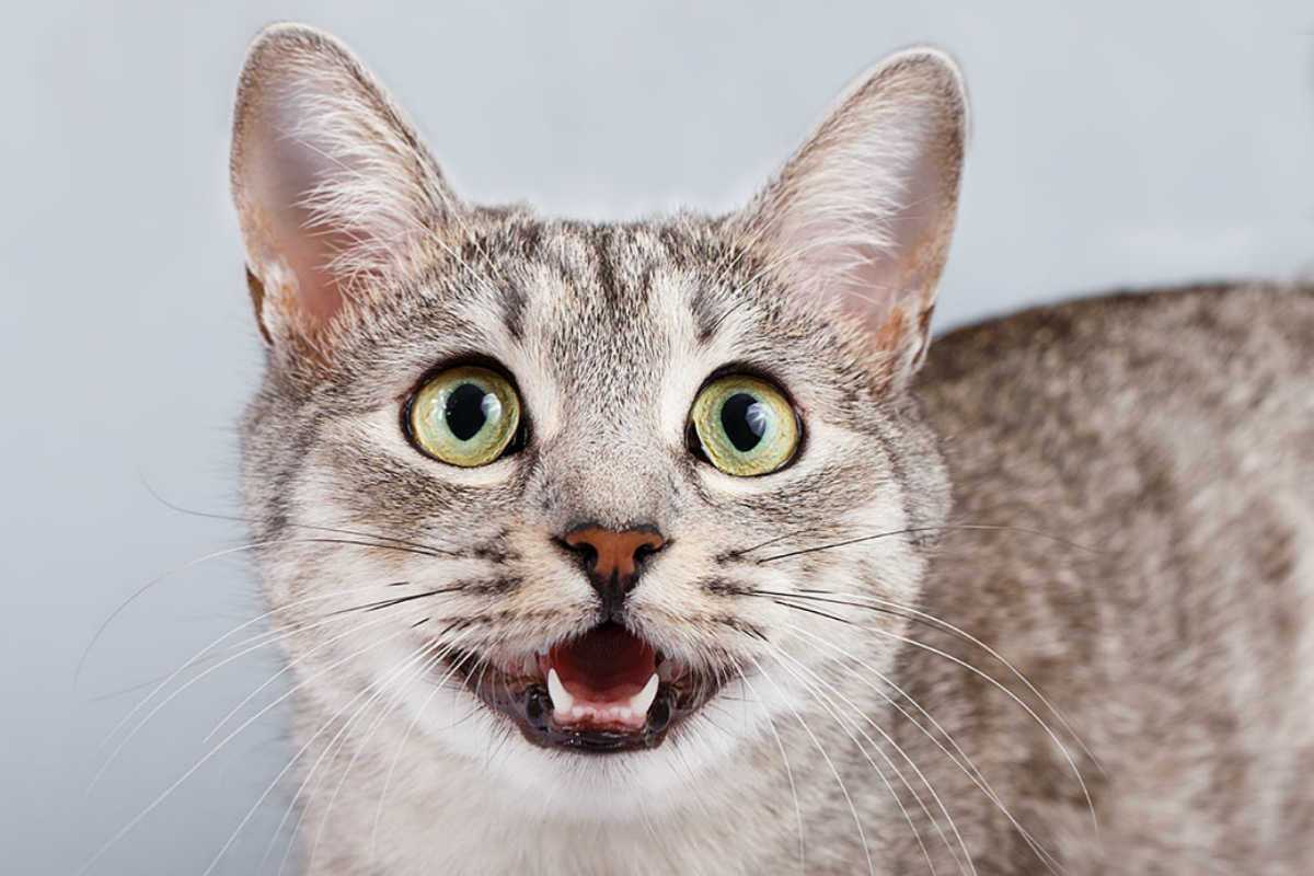 猫咪出现了病情会出现哪些反应,猫咪出现这四种表现