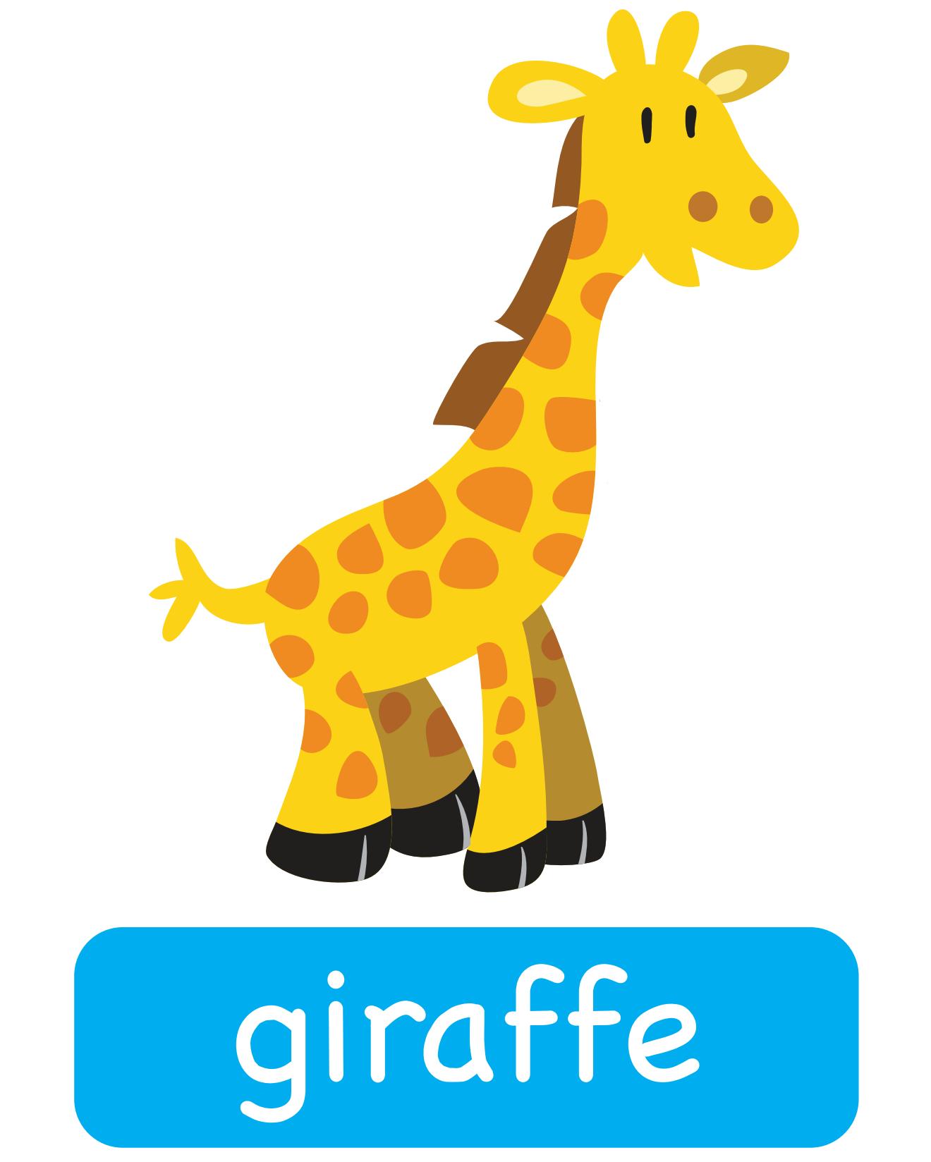 图说英语单词：高清动物类卡片，一图一单词