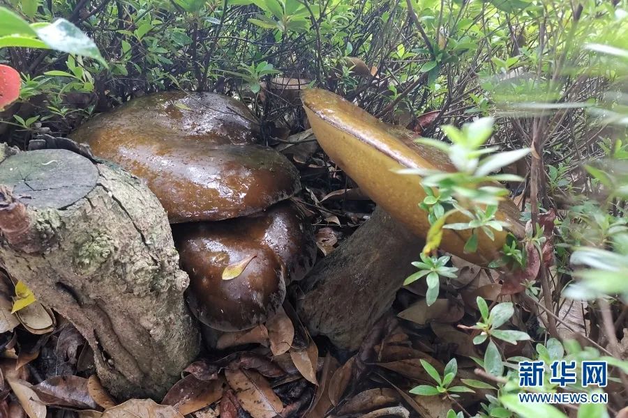 比肉还好吃的香菇就应该这样做,比肉还香香菇