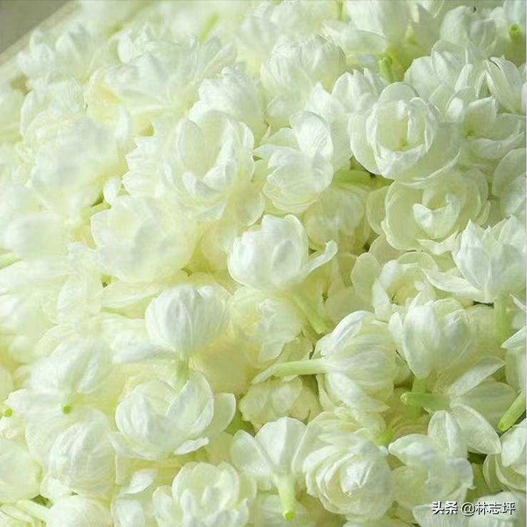 茉莉花茶新茶叶介绍视频,茉莉花茶今年新茶出来了吗