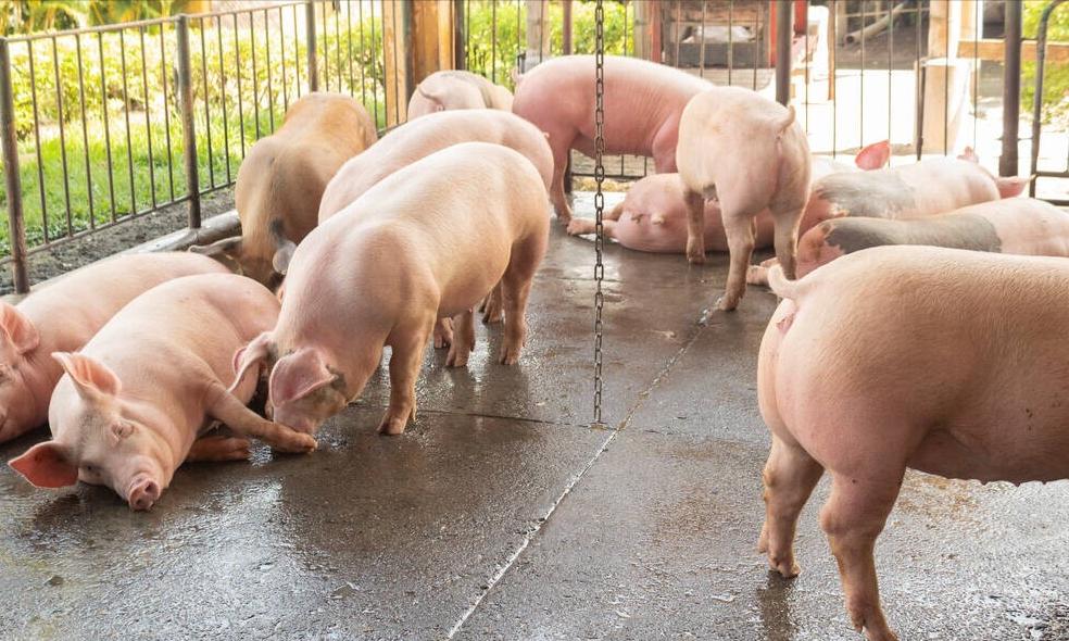 细小病毒猪有什么表现,细小病毒对猪有什么危害
