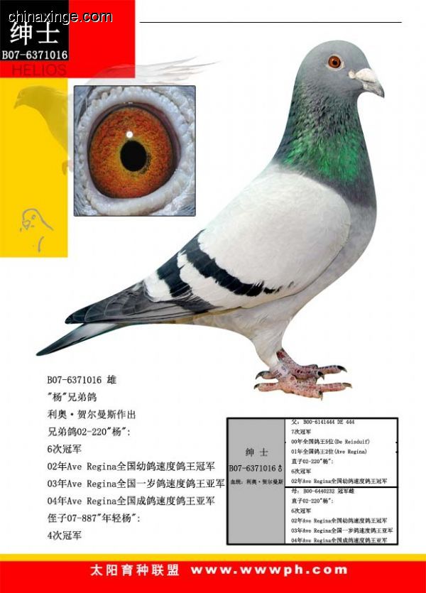 善良比利时莫里斯,比利时速度狂魔