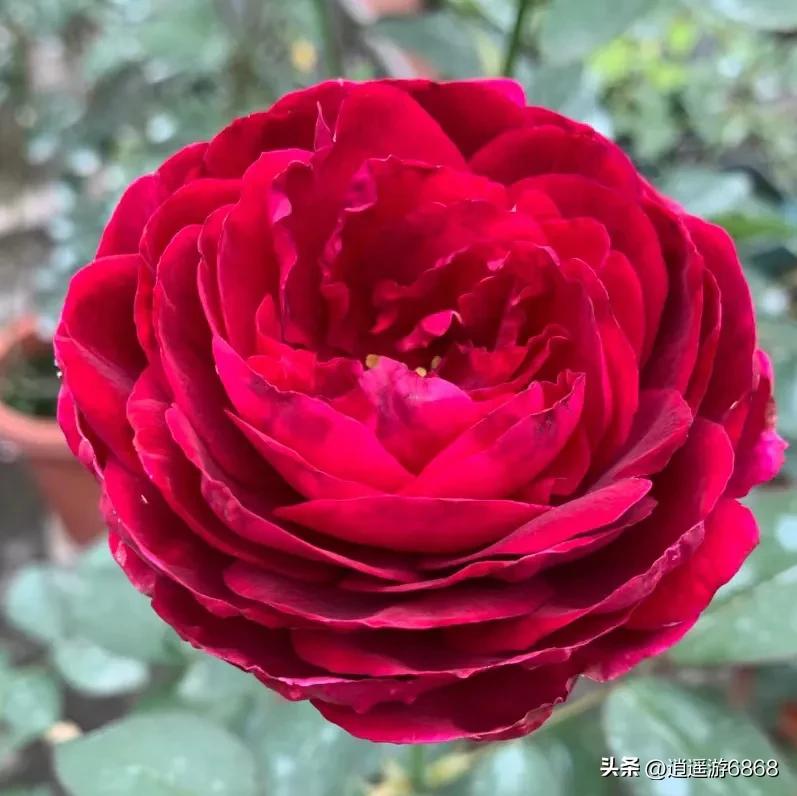 欧月皇宫深紫色月季花,月季花美图