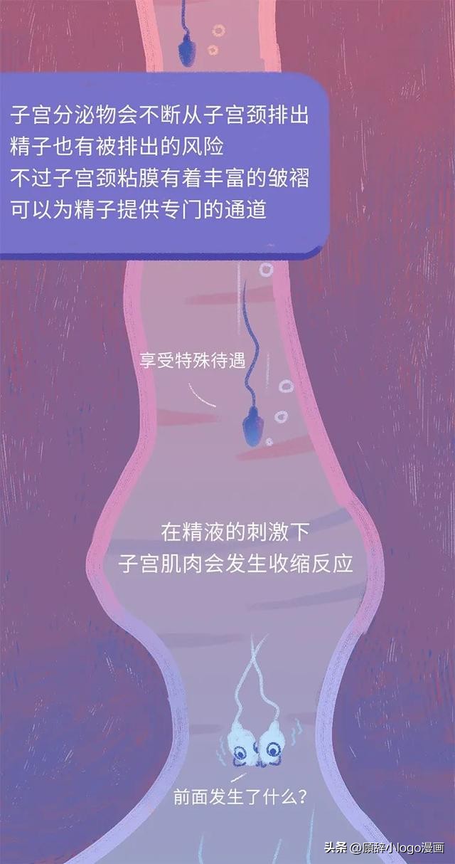 精子进入女生体内的24小时，都发生了些什么？太励志了！（漫画）