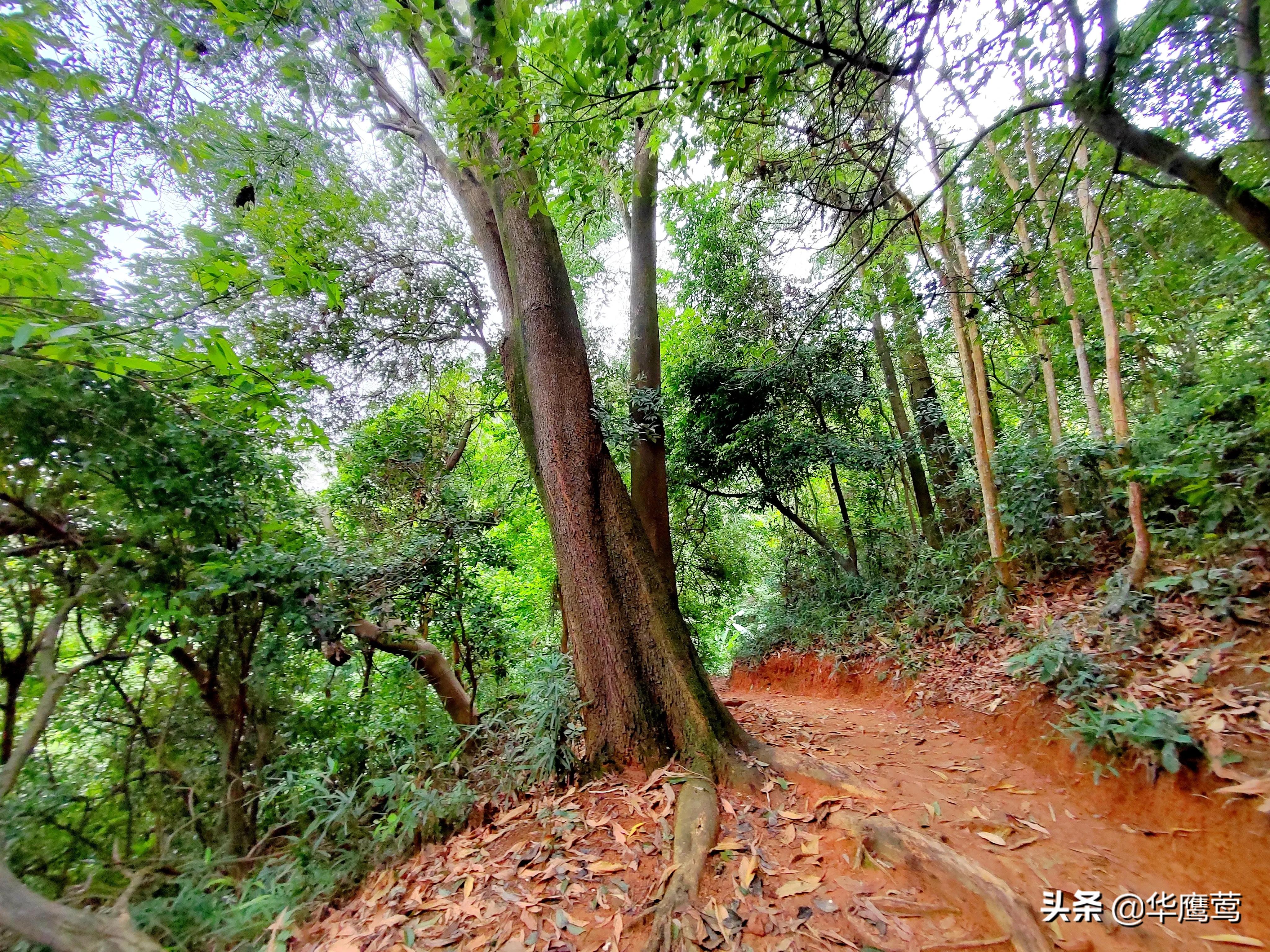 凤岗花园后面的原始森林