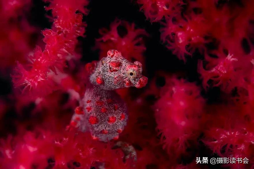 2018年度最佳摄影照片,创造出令人惊叹的自然摄影照片