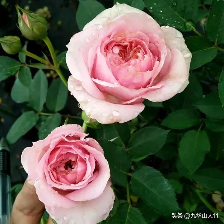 微型月季嫁接最佳品种,丰花微型月季品种有哪些