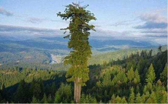 地球上现存最大的生物是树吗,地球上最大的生物多少米