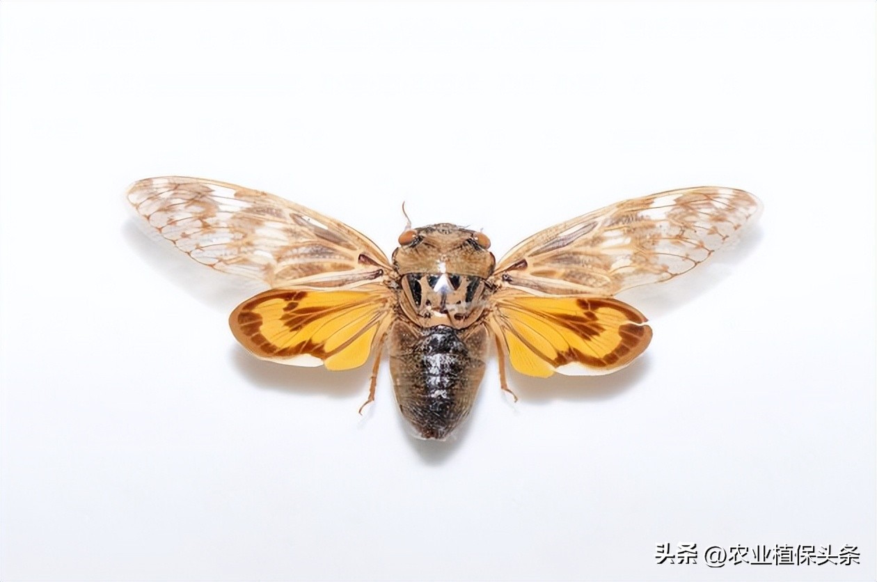 昆虫和害虫种类,昆虫和害虫的分类