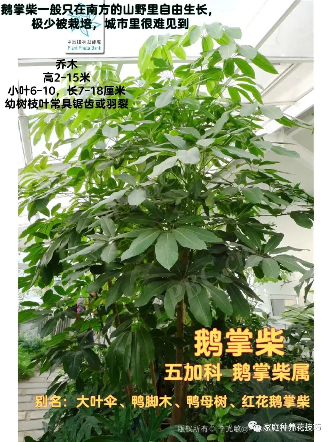 招财进宝植物的风水,寓意招财进宝的植物