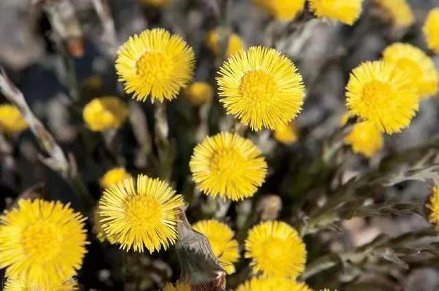 川贝蜜炼枇杷膏好喝吗,蜜炼川贝枇杷膏口感好