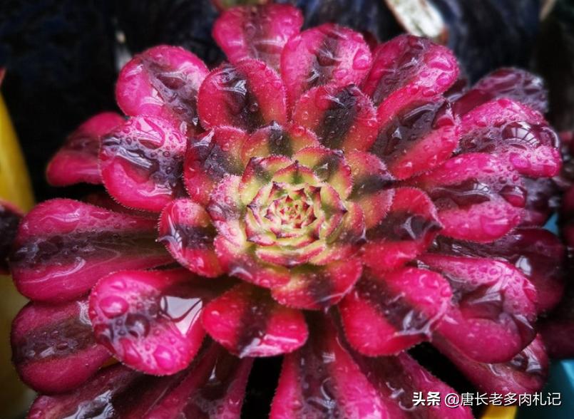 养多肉法师用啥土好,养法师多肉用什么盆好