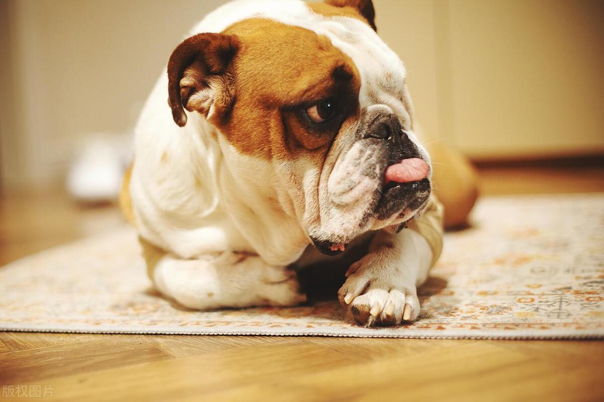 上班族怎么养宠物狗视频,上班族养的小型宠物狗