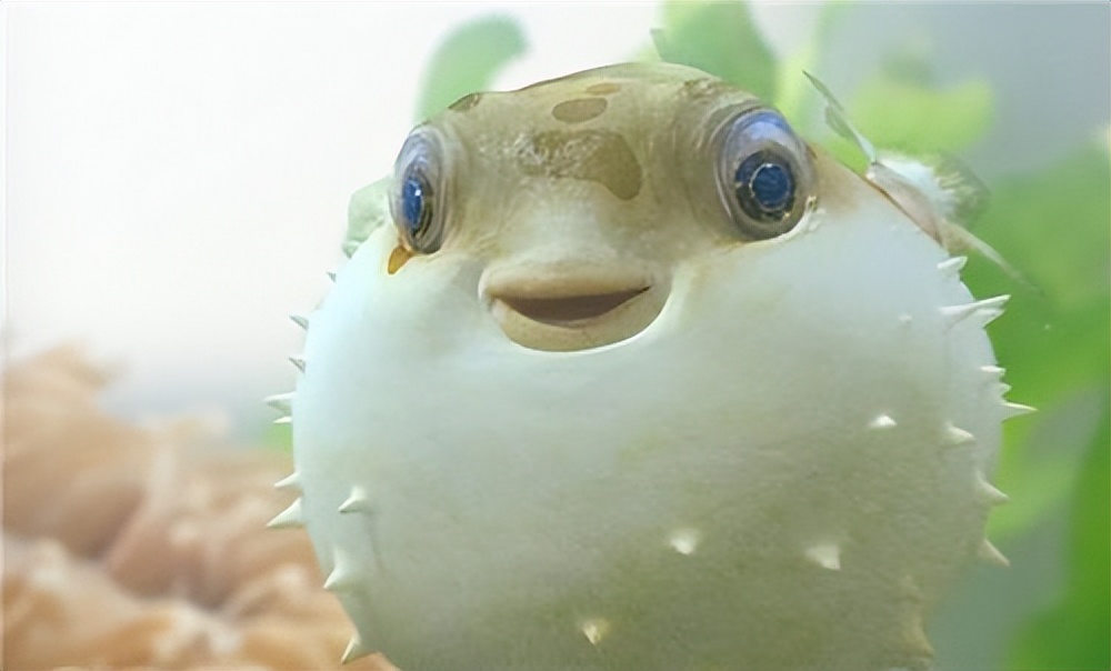 河豚毒性,河豚为什么吃了有毒的食物不中毒