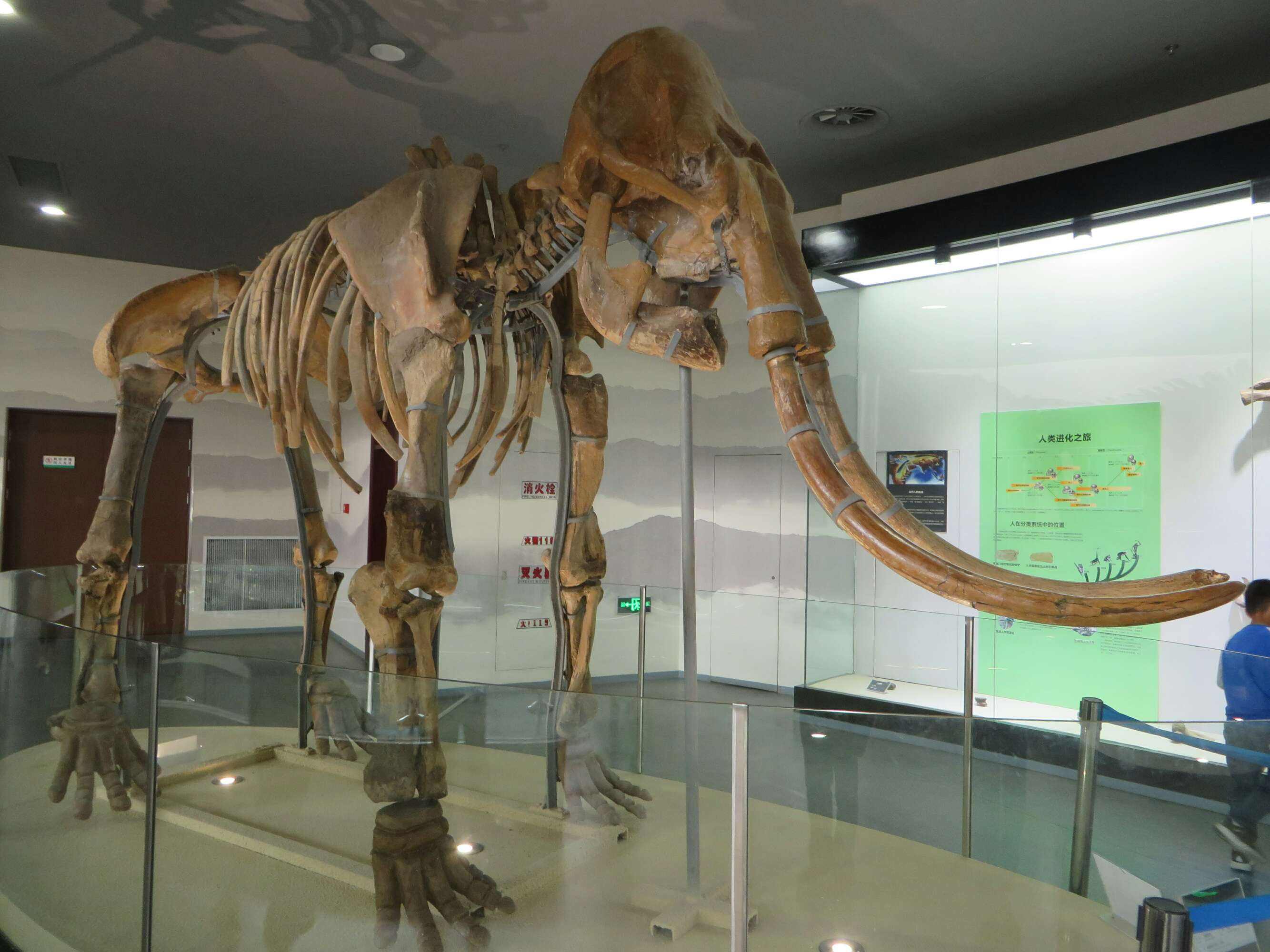 龙形古物,龙出土文物