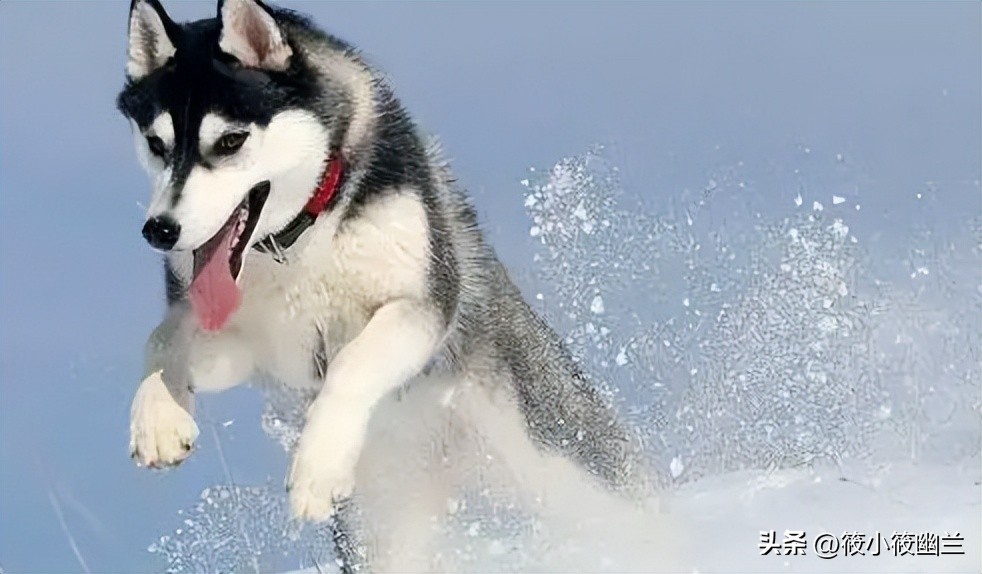 二傻子哈士奇怎么养,双血统哈士奇好养吗