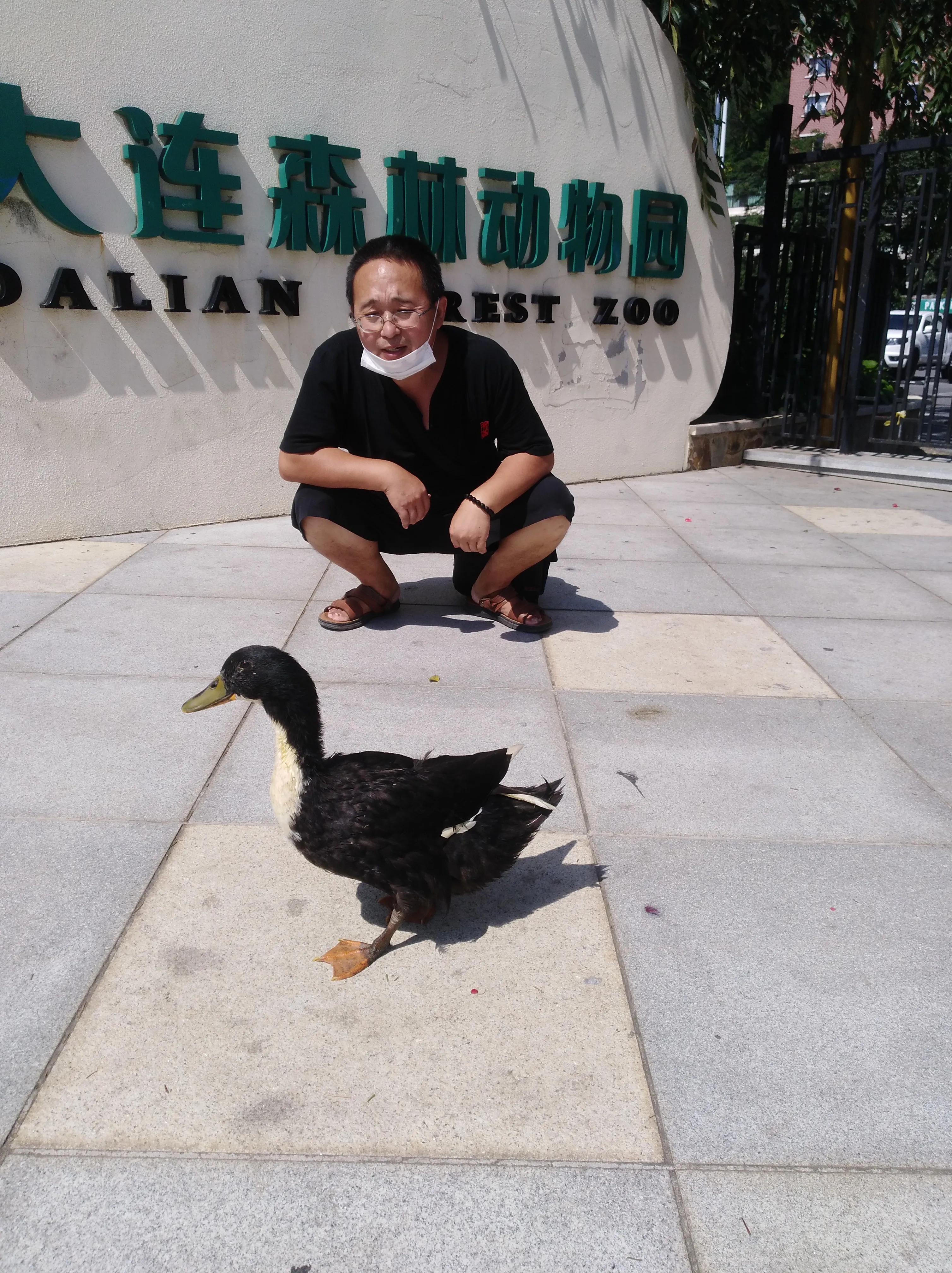 我想养一只小鸭子二年级作文,我想养一只小鸭子的主要内容