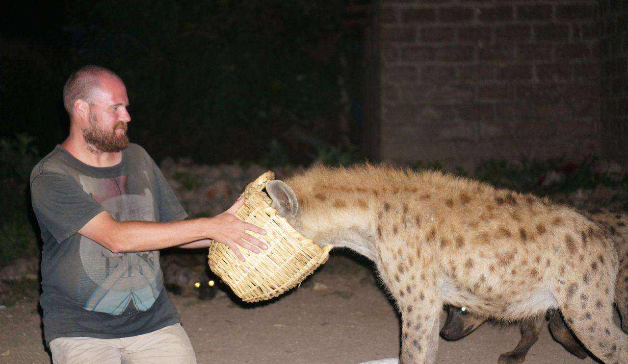 作为非洲二哥的鬣狗，为何不怕狮子怕非洲人？非洲人怎么对它的？