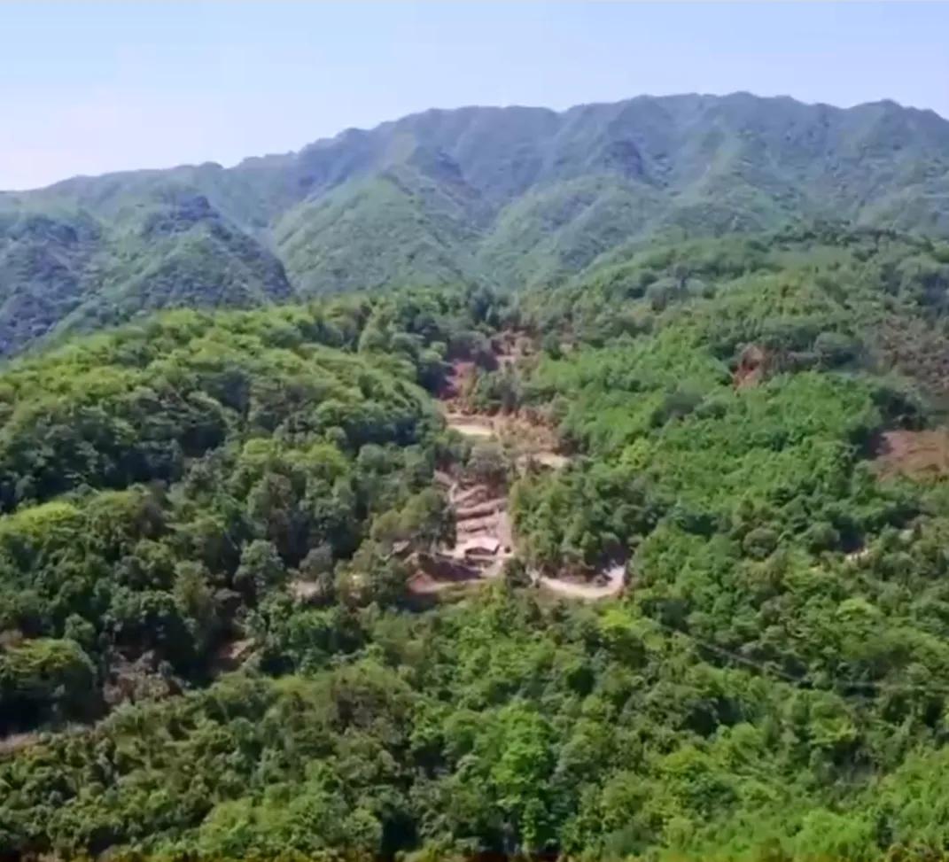 湖南男子钻进深山，将杜仲树叶变成宝，一年卖出上百万元