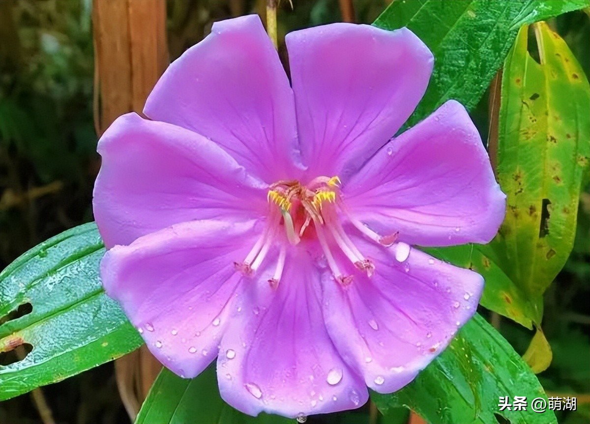 广州这个竹林溯溪胜地玩水,清凉避暑好去处山洞里一起来玩水