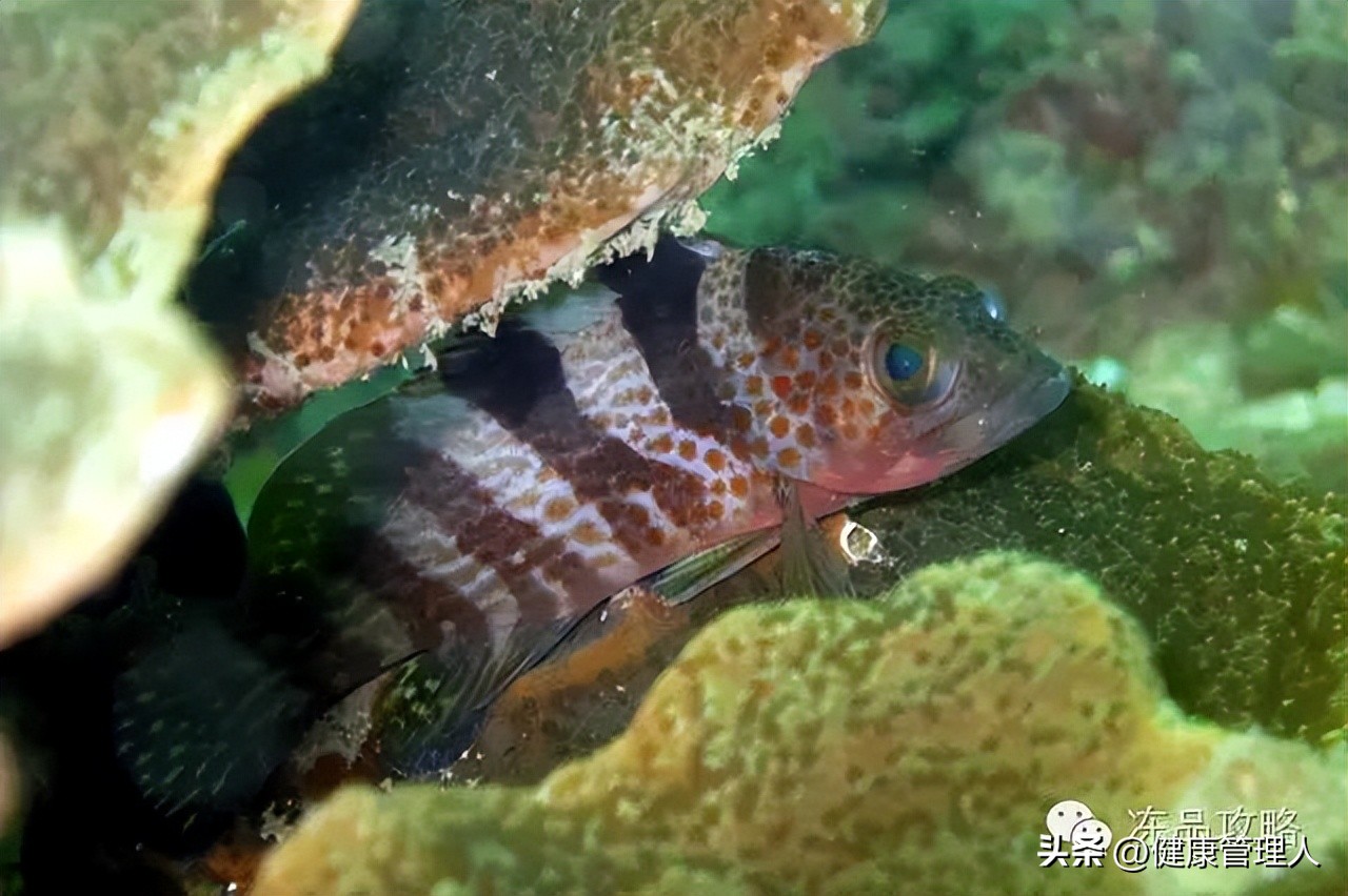 美容护肤食疗方案,美容护肤养生介绍