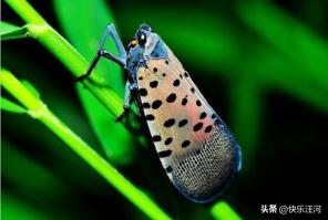 蜻蜓日本原唱,蜻蜓fm下载