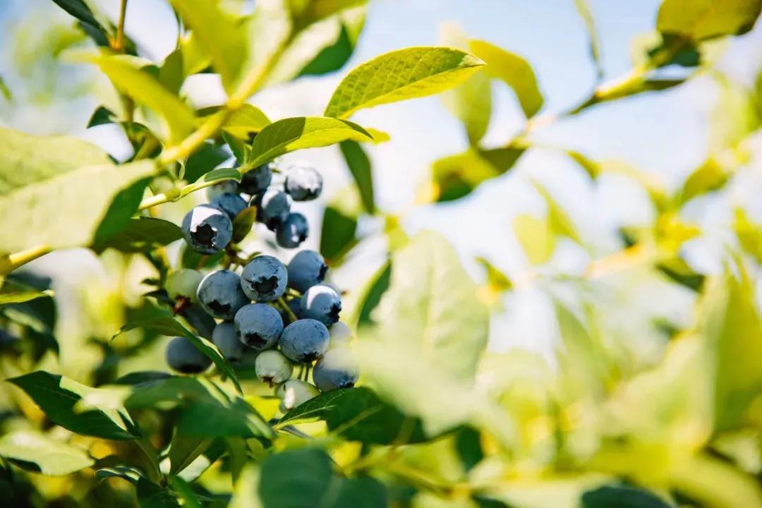 蓝莓未来行情,蓝莓很高产为什么还很贵