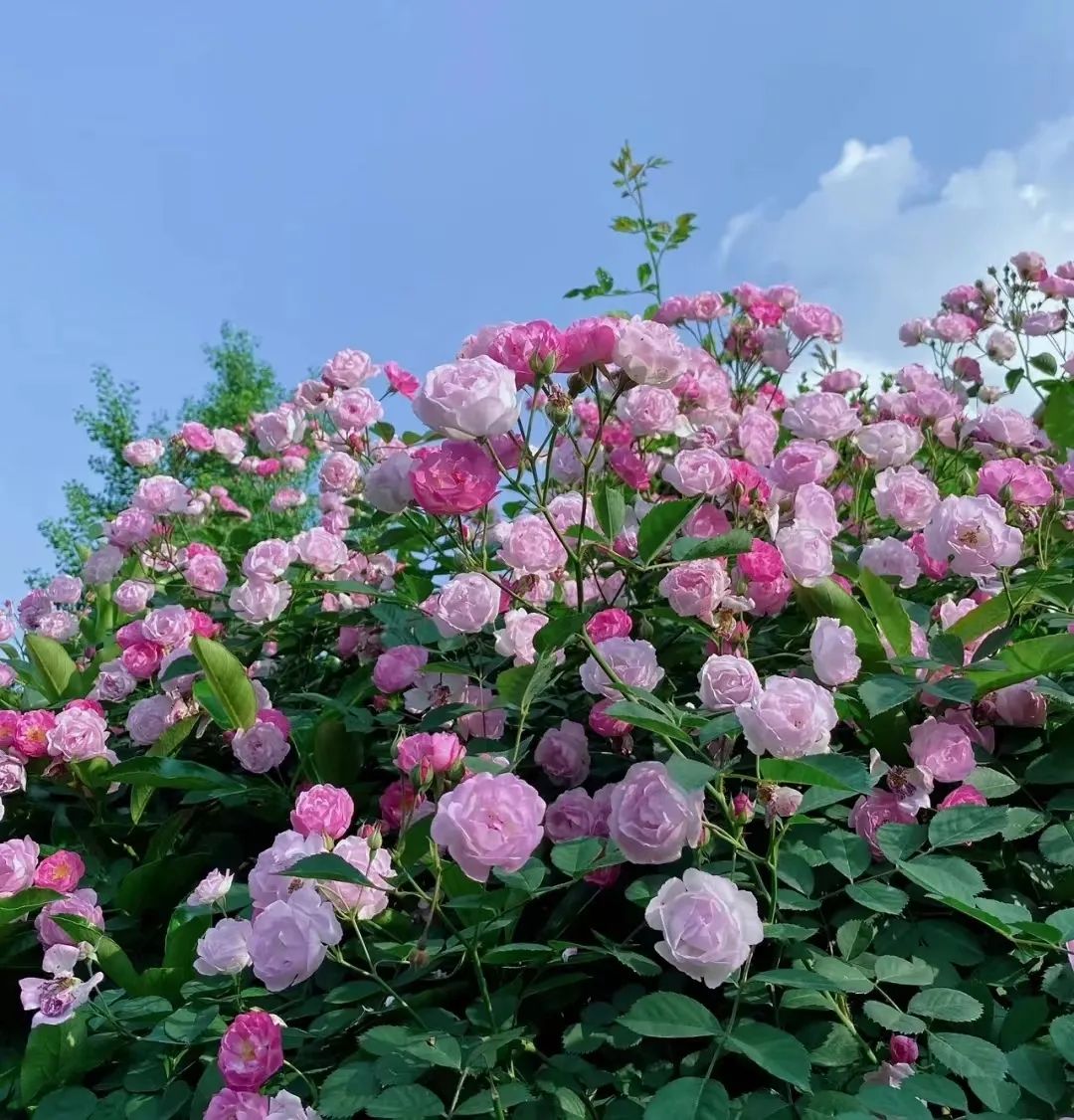 月季玫瑰蔷薇区别,蔷薇月季玫瑰之间的区别