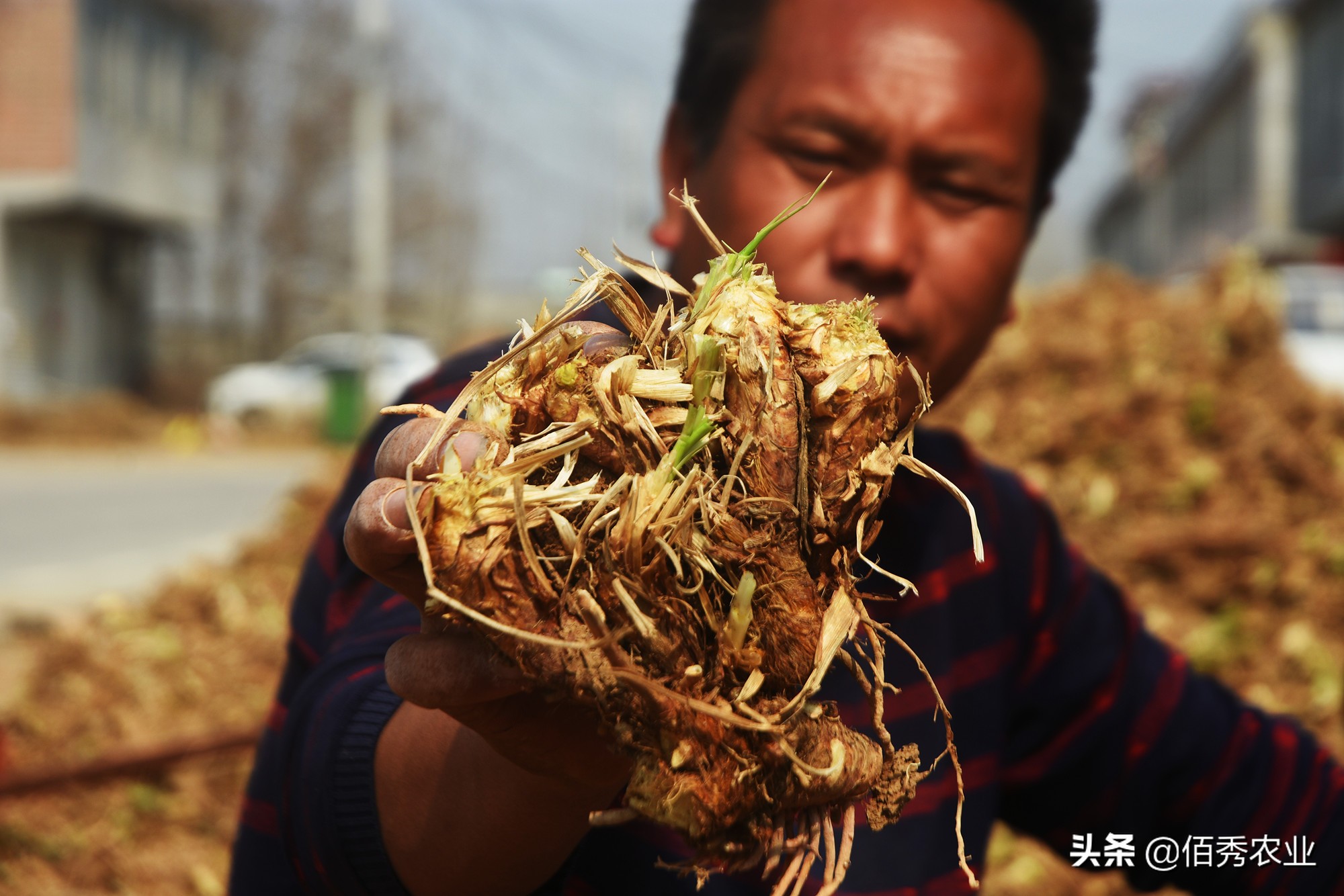 中药材价格上涨存在的问题,中药材涨价背后推手