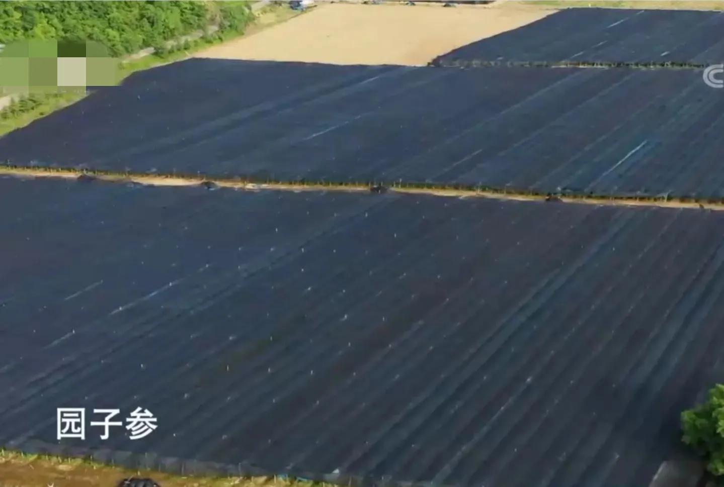 山地果园种林下参合法吗,山林地出租种林下参多少钱一亩