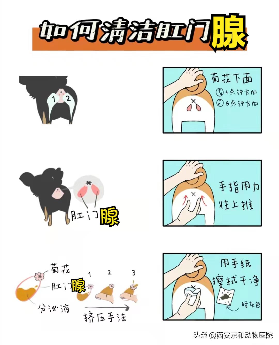 超全狗狗洗澡流程！直接抄作业照着做