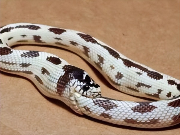 蛇类排名第一的图,蛇类十大排名