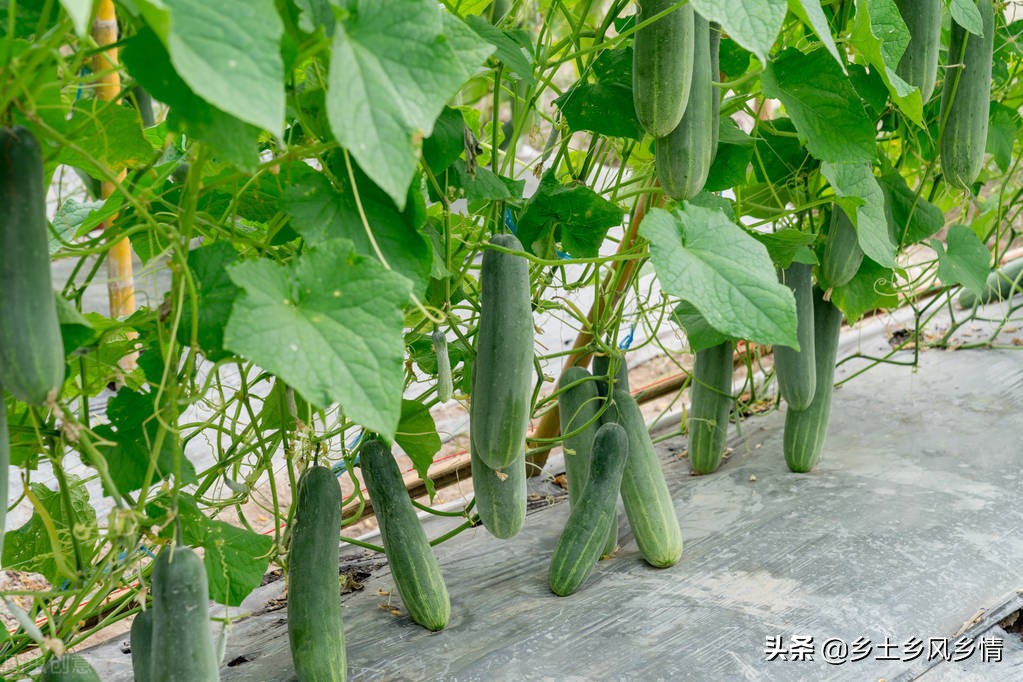 种的黄瓜发软是怎么回事,种的黄瓜有味是什么原因