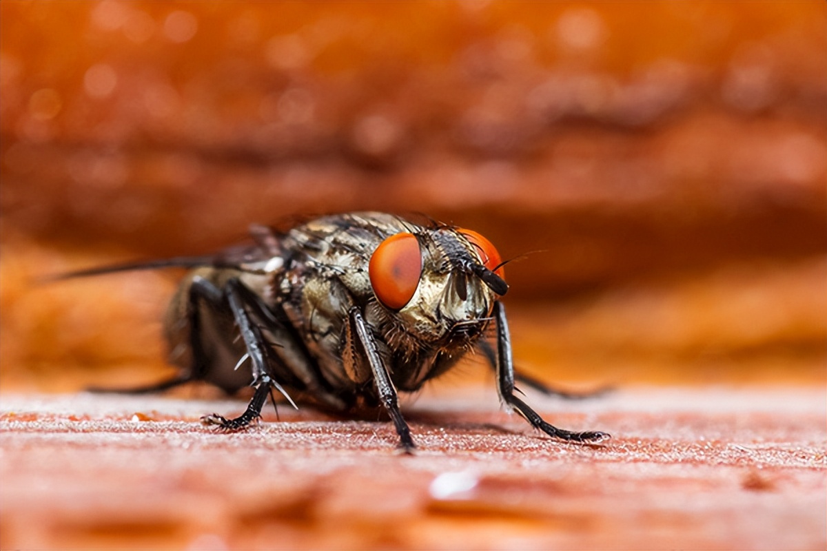 苍蝇的危害及防治措施,生活小常识防治苍蝇