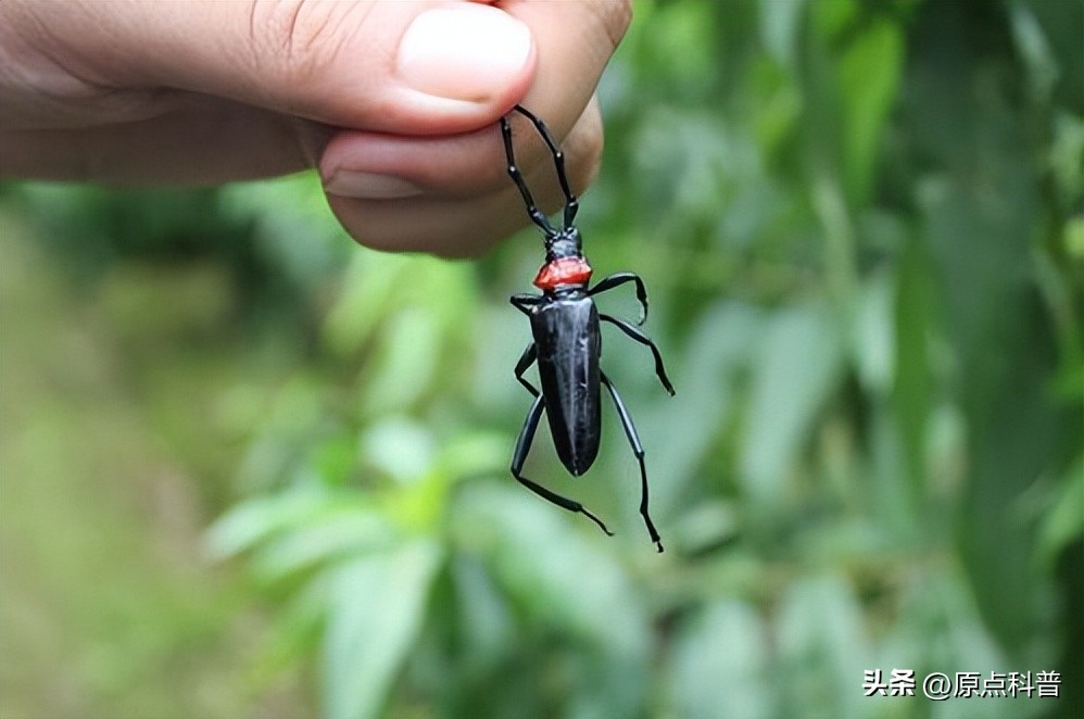 美国的昆虫入侵,盘点入侵美国的七大昆虫