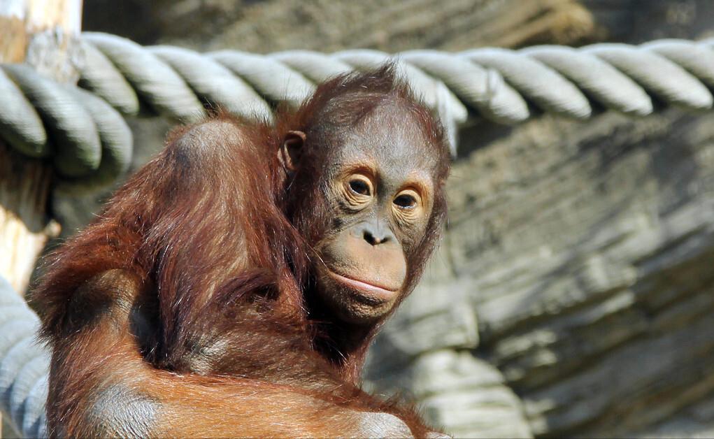 人类褪去周身毛发，为什么仅存头发、腋毛、阴毛？这是个谜