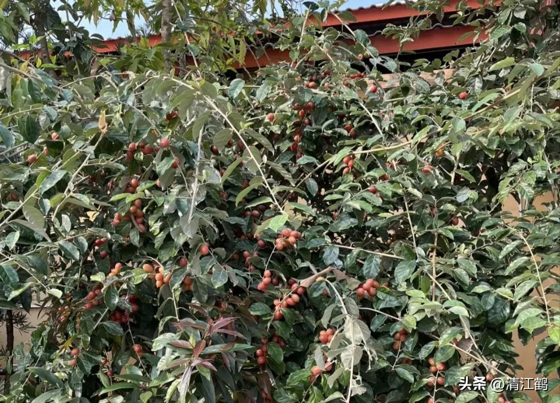很多人没见过的奇怪生物,都没见过的奇特瓜果蔬菜