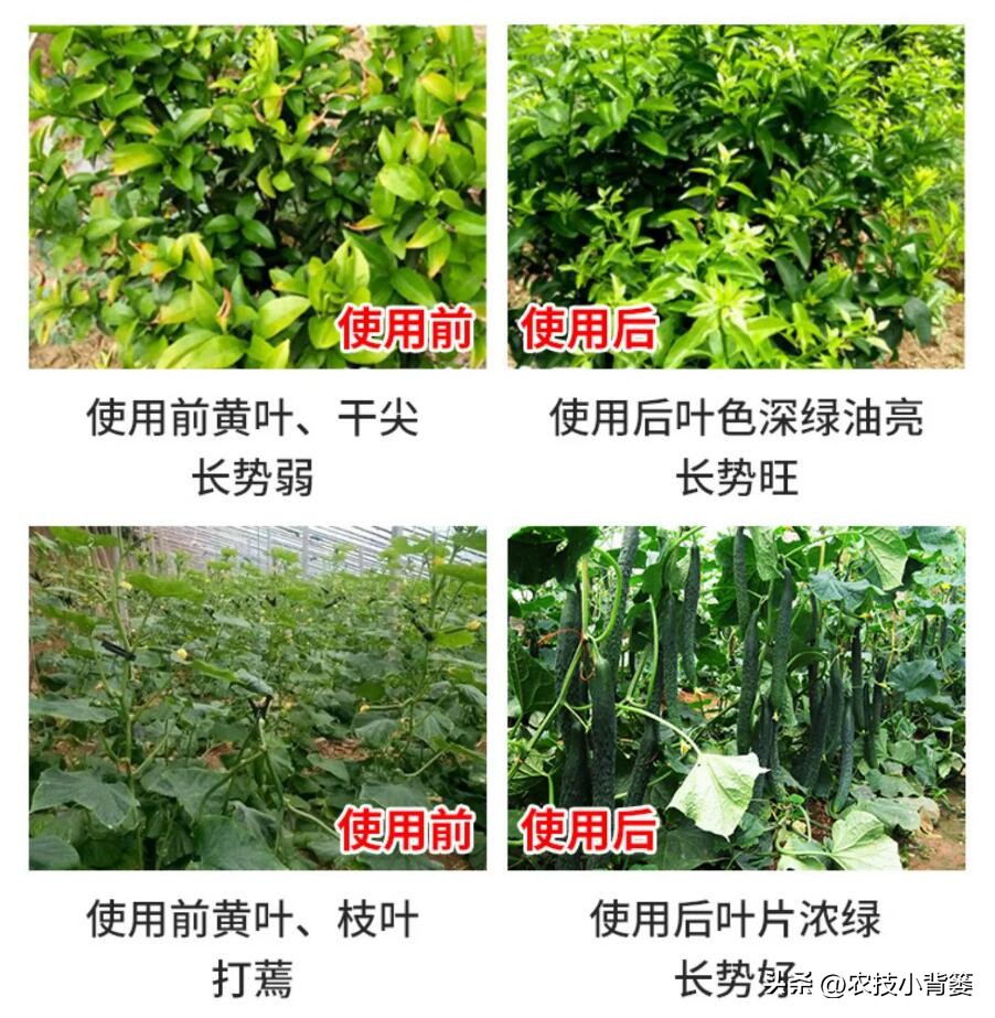 菌剂跟菌肥有什么差别,菌剂和菌肥哪一种更好