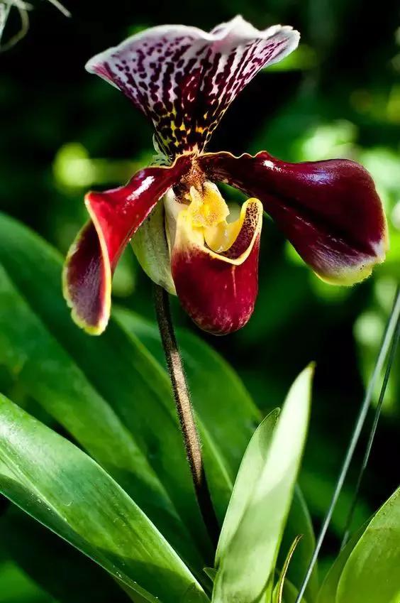 矮种兰花图片欣赏,写意兰花作品欣赏